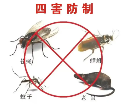 “四害”危害不可輕視！快來學習消滅“四害”